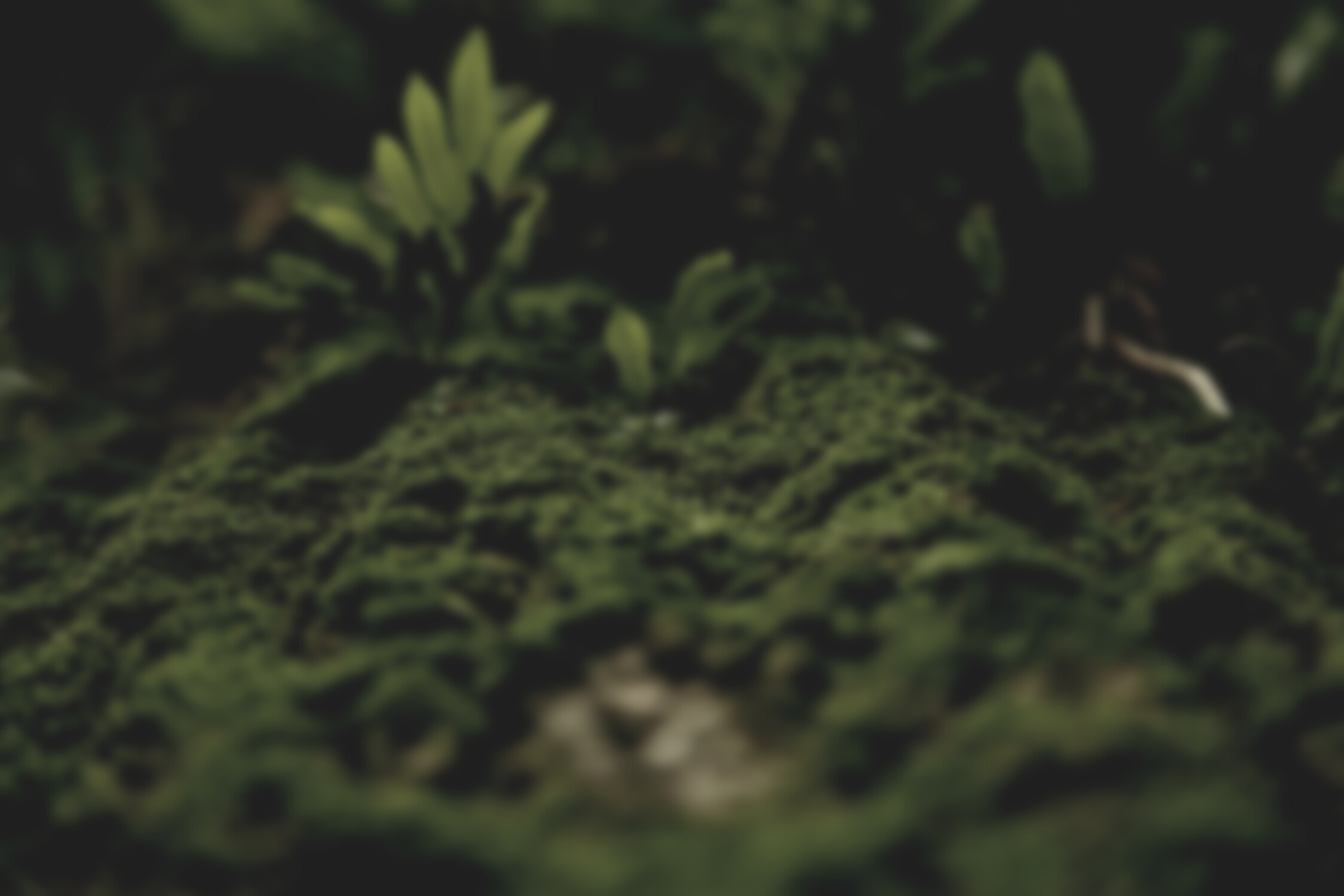 Green Moss
