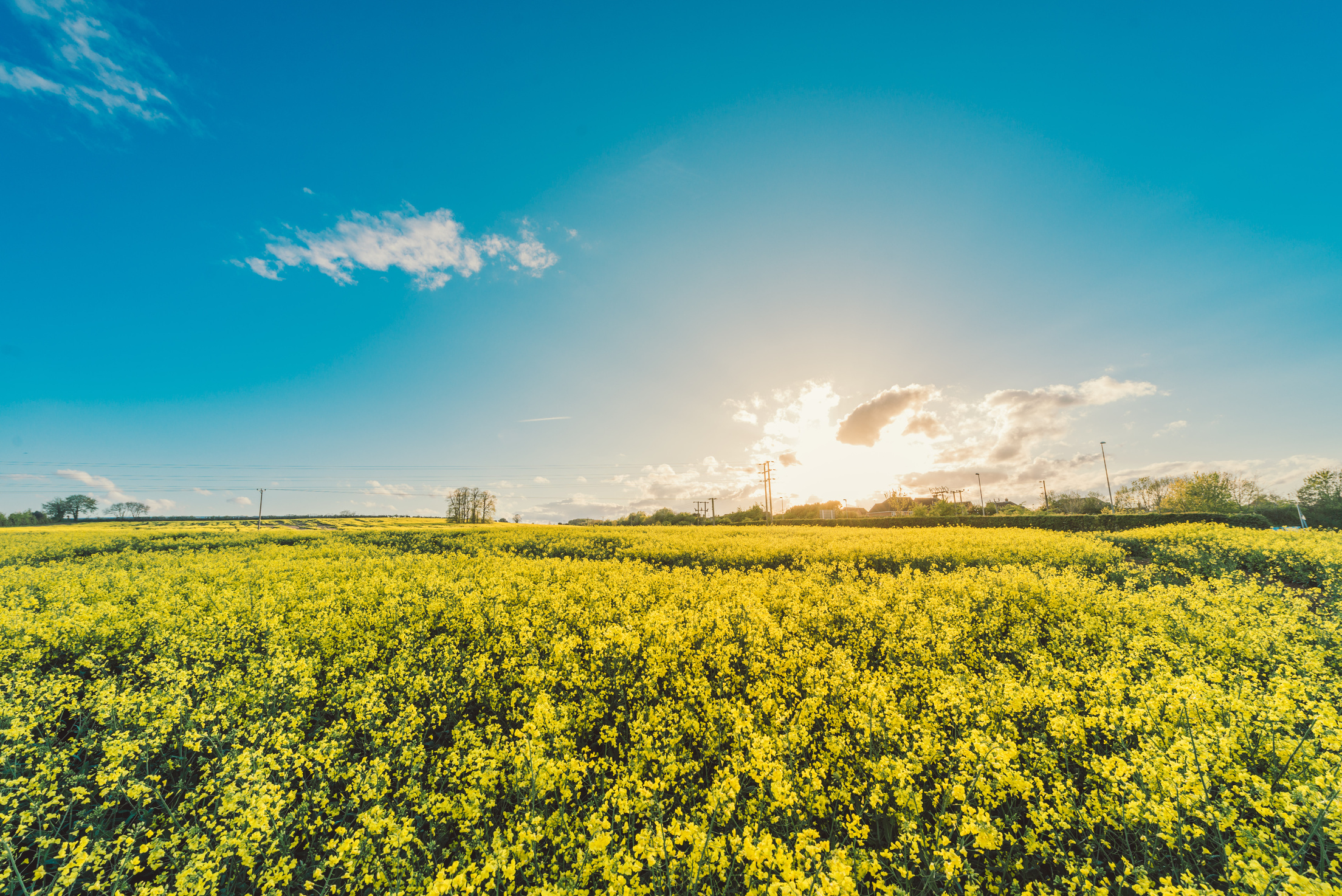 Yellow Flowers
